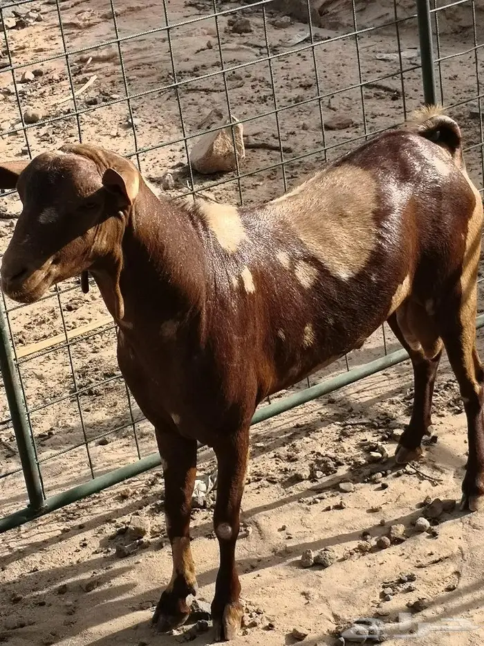 تيس فحل اجم فاخر(تم البيع الله يبارك للشاري) 3