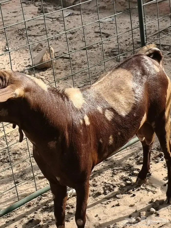 تيس فحل اجم فاخر(تم البيع الله يبارك للشاري) 0