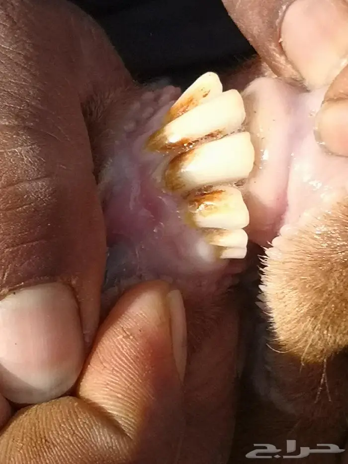 تيس فحل اجم فاخر(تم البيع الله يبارك للشاري) 5