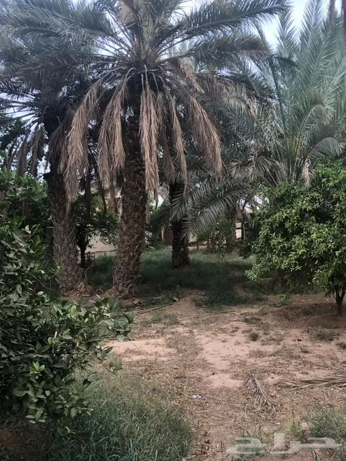 مزرعة و مسبح مع مبيت للايجار اليومي بسدير 16