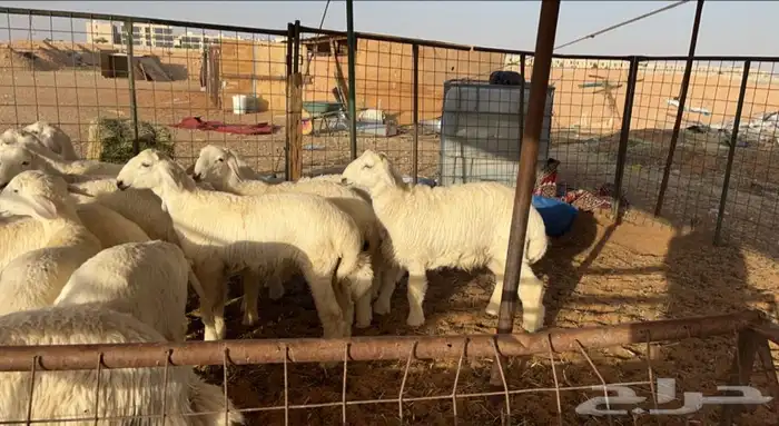 ذبايح حريات ونعيم وتيوس يامدور الزين 4
