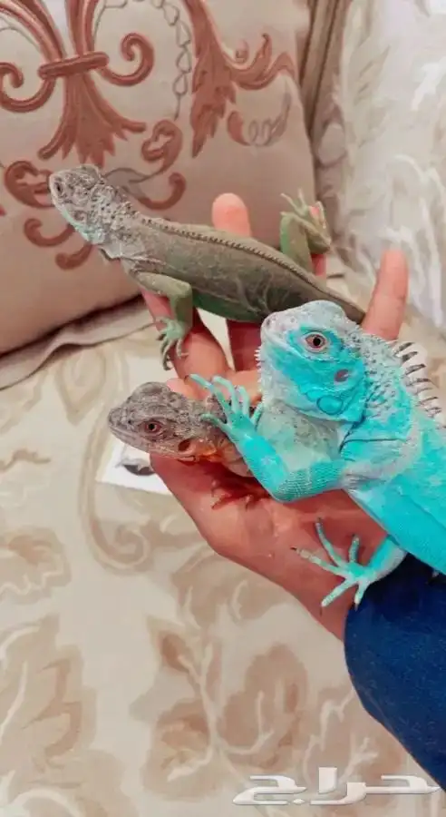 اقوانا متوفر تمارا 4