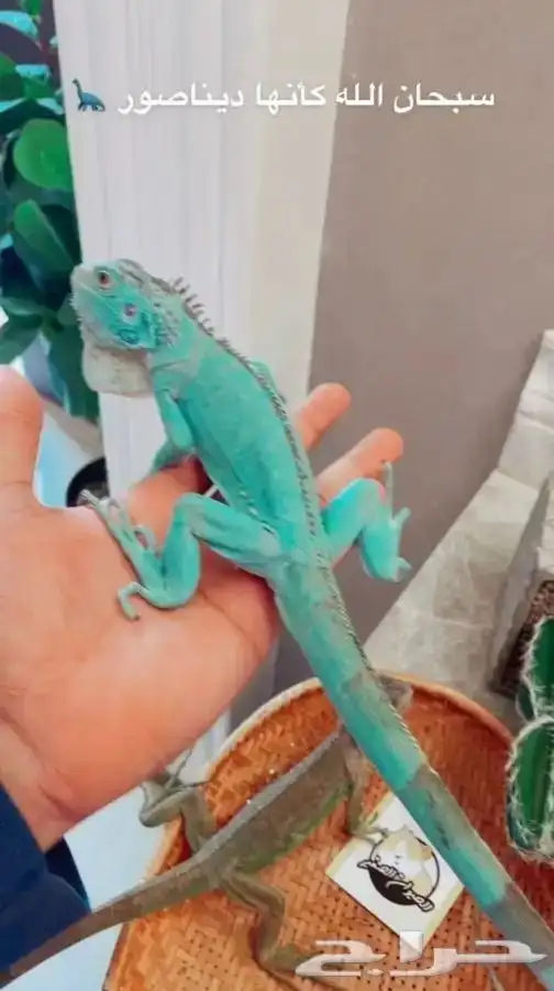 اقوانا متوفر تمارا 1