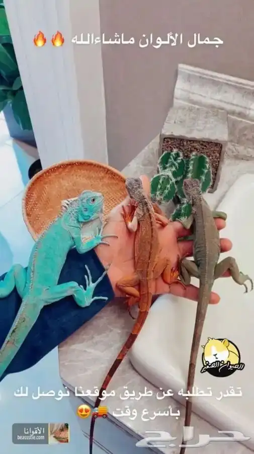 اقوانا متوفر تمارا 2