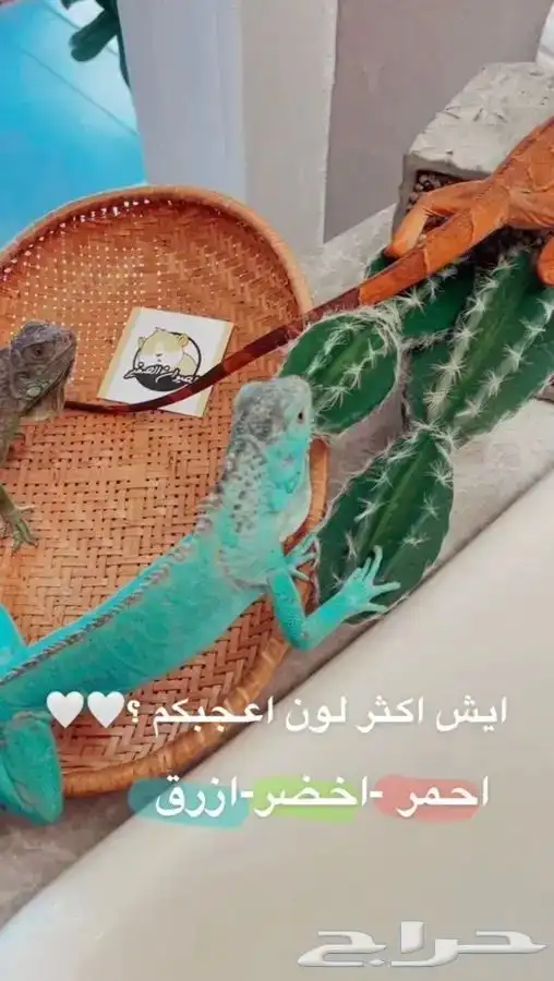 اقوانا متوفر تمارا 3