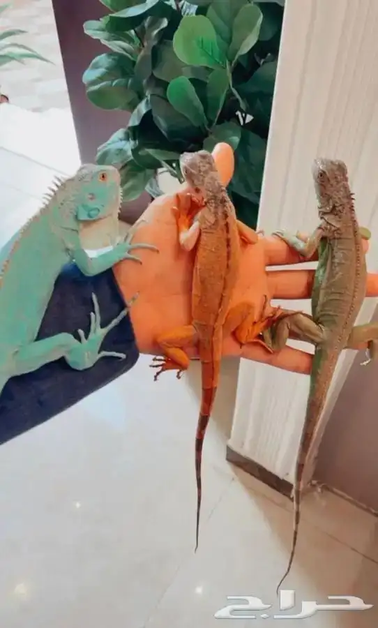 اقوانا متوفر تمارا 0