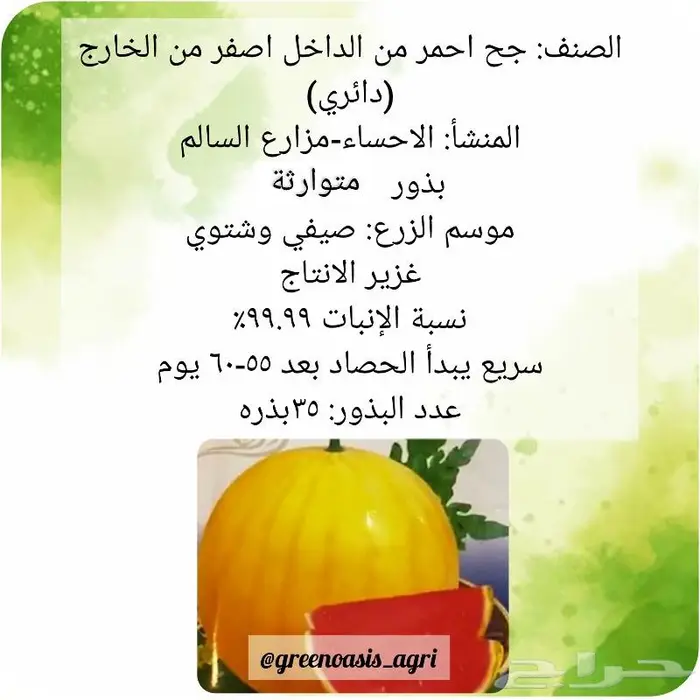 بذور جح بطيخ حبحب ملون 1