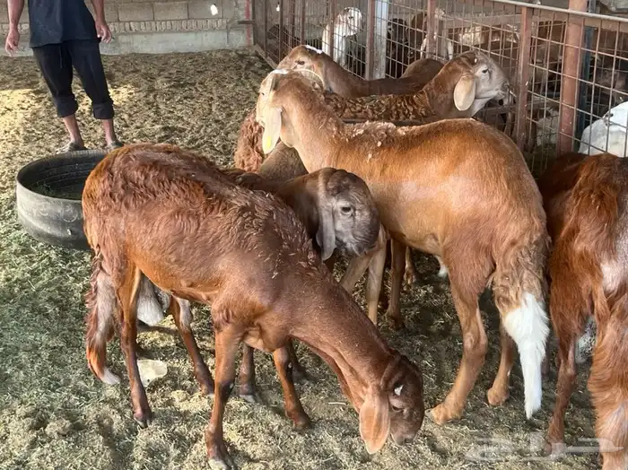 صل على محمد ذبيحتك لباب بيتك 41