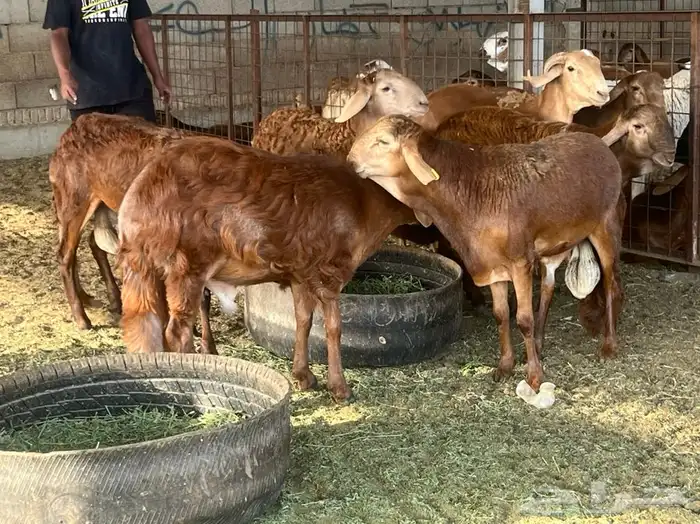 ذبيحتك لباب بيتك راجع التقييم 33