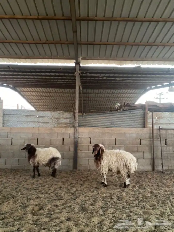 خرفان نعيم 8