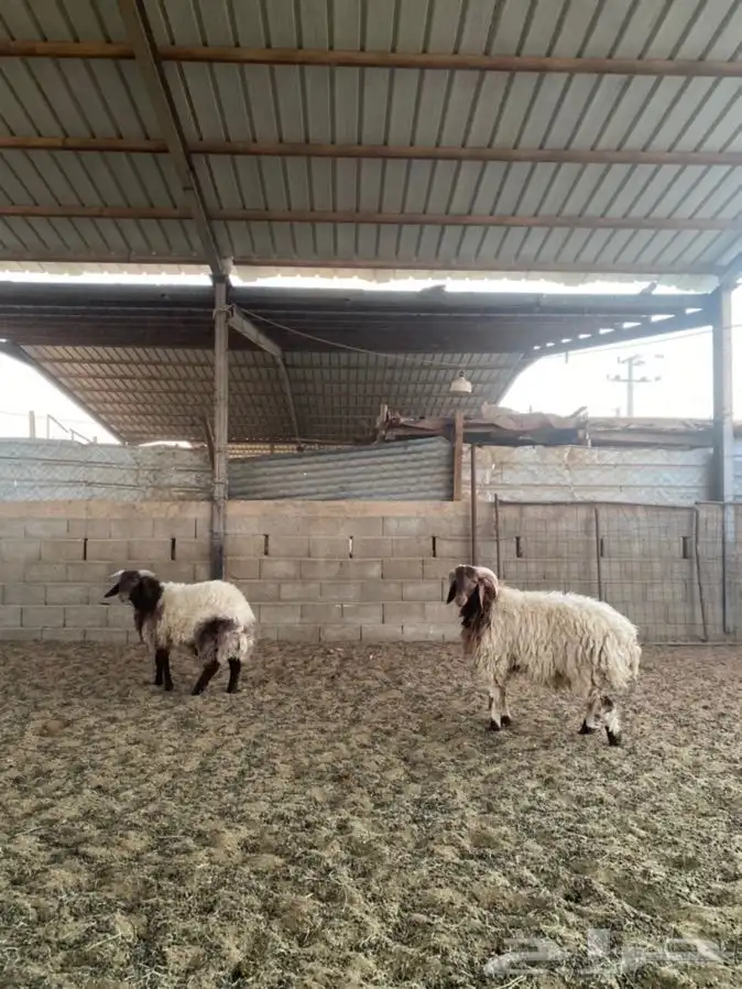 خرفان نعيم 0