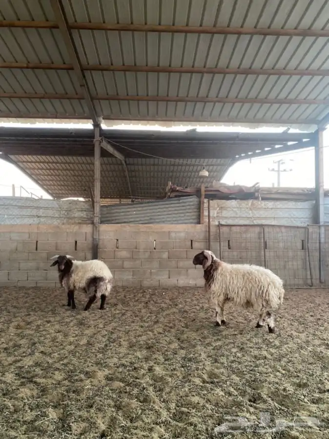 خرفان نعيم 9