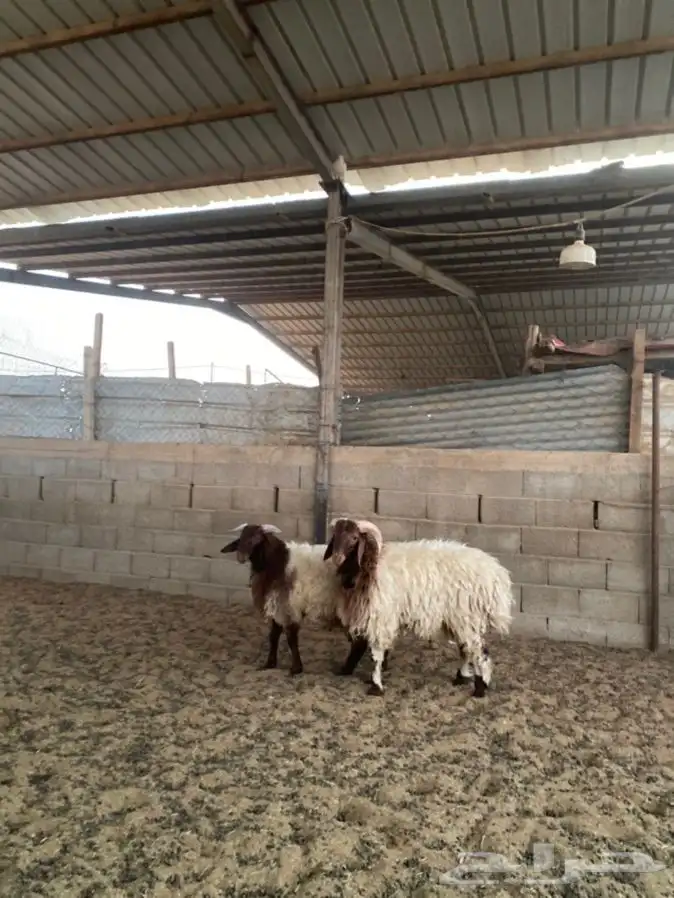 خرفان نعيم 6