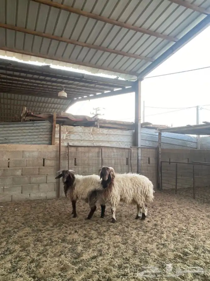 خرفان نعيم 3