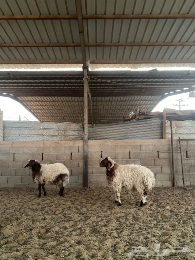 خرفان نعيم 7