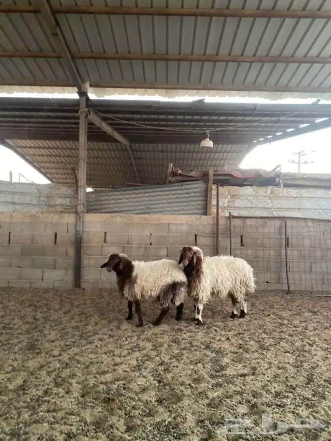 خرفان نعيم 1