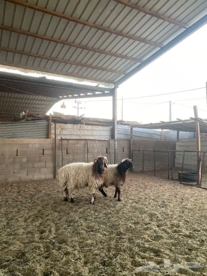 خرفان نعيم 4