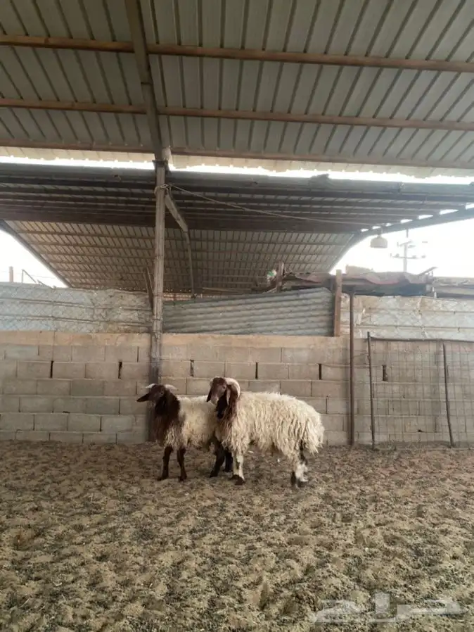 خرفان نعيم 5