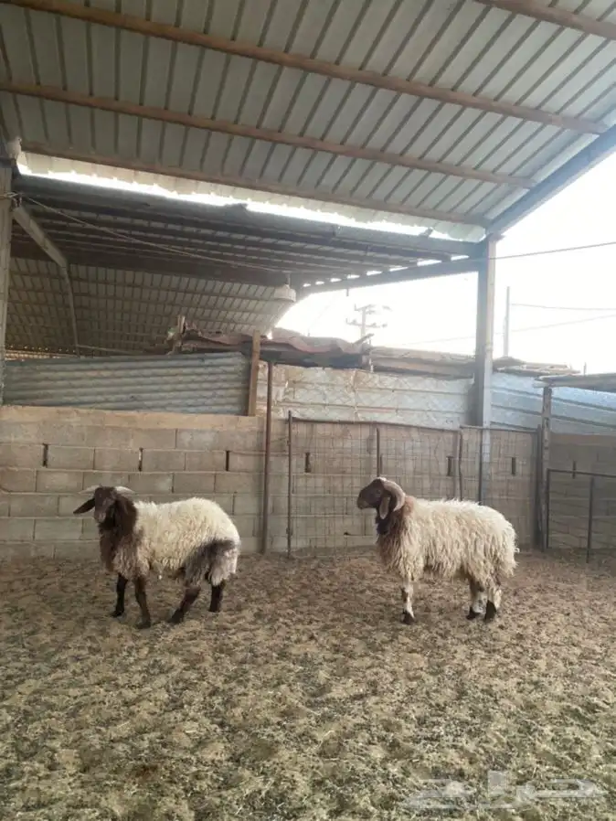 خرفان نعيم 2