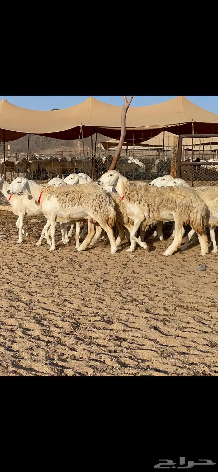 غنم حرية صنف حرش مزاين ماشاءالله 130 0