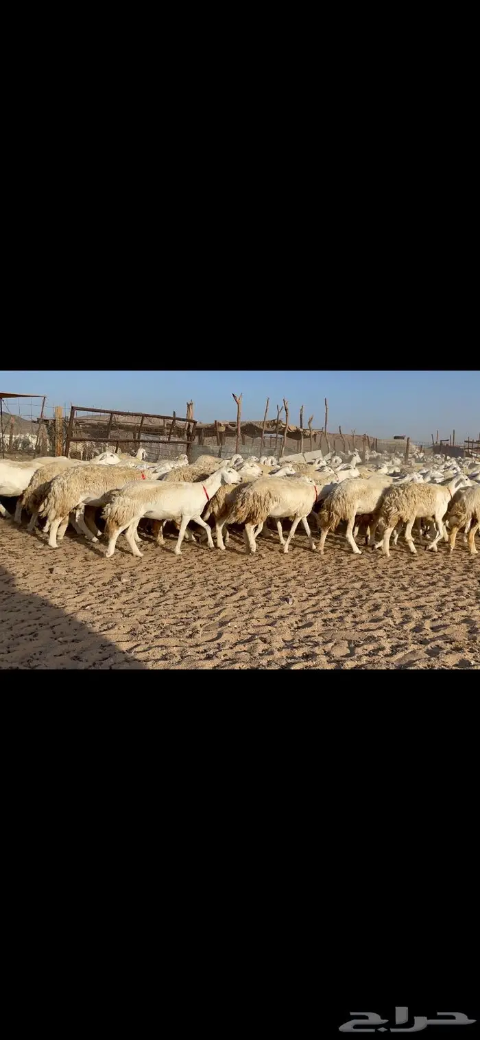 غنم حرية صنف حرش مزاين ماشاءالله 130 1