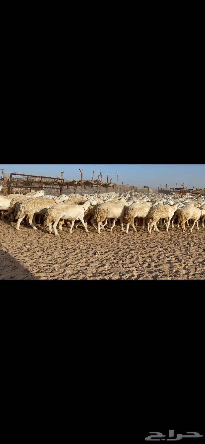 غنم حرية صنف حرش مزاين ماشاءالله 130 2