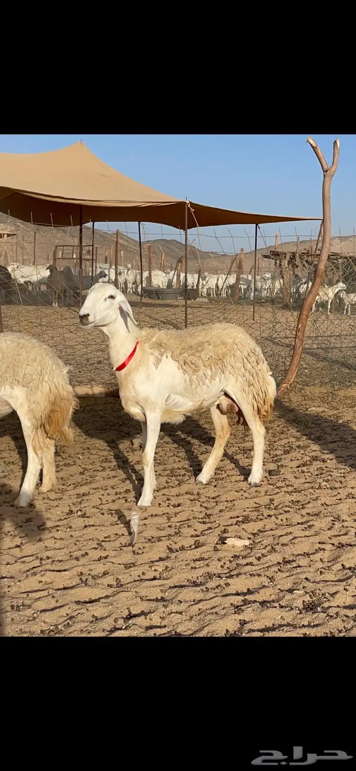 غنم حرية صنف حرش مزاين ماشاءالله 130 3