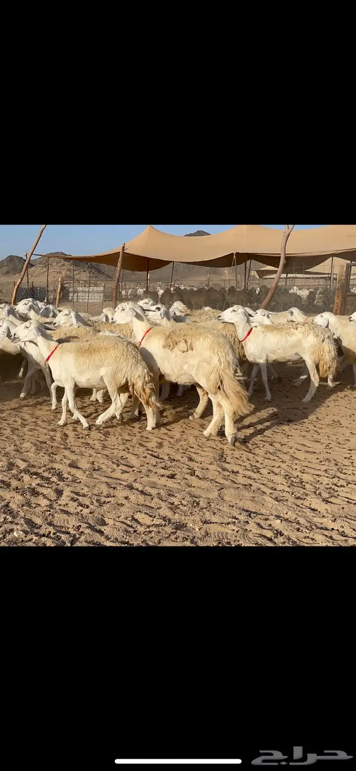 غنم حرية صنف حرش مزاين ماشاءالله 130 4