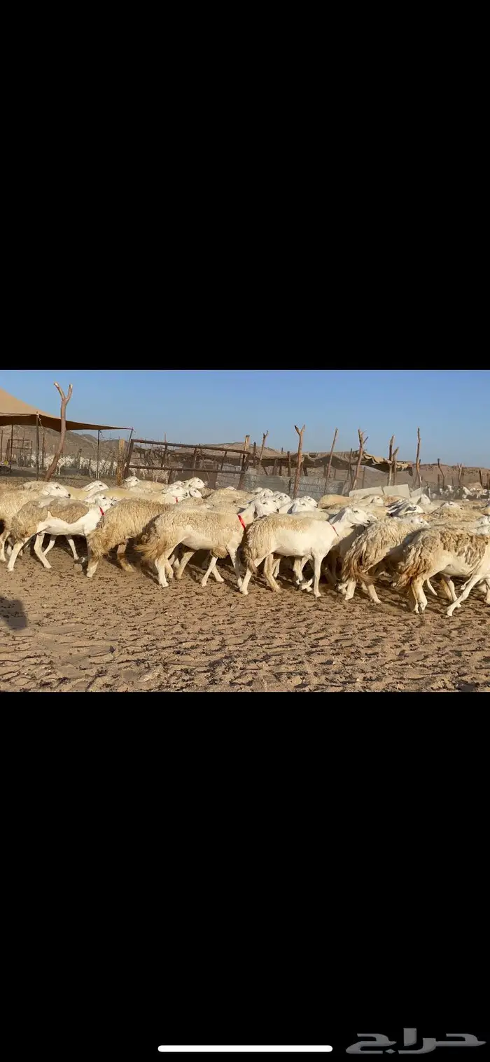 غنم حرية صنف حرش مزاين ماشاءالله 130 5