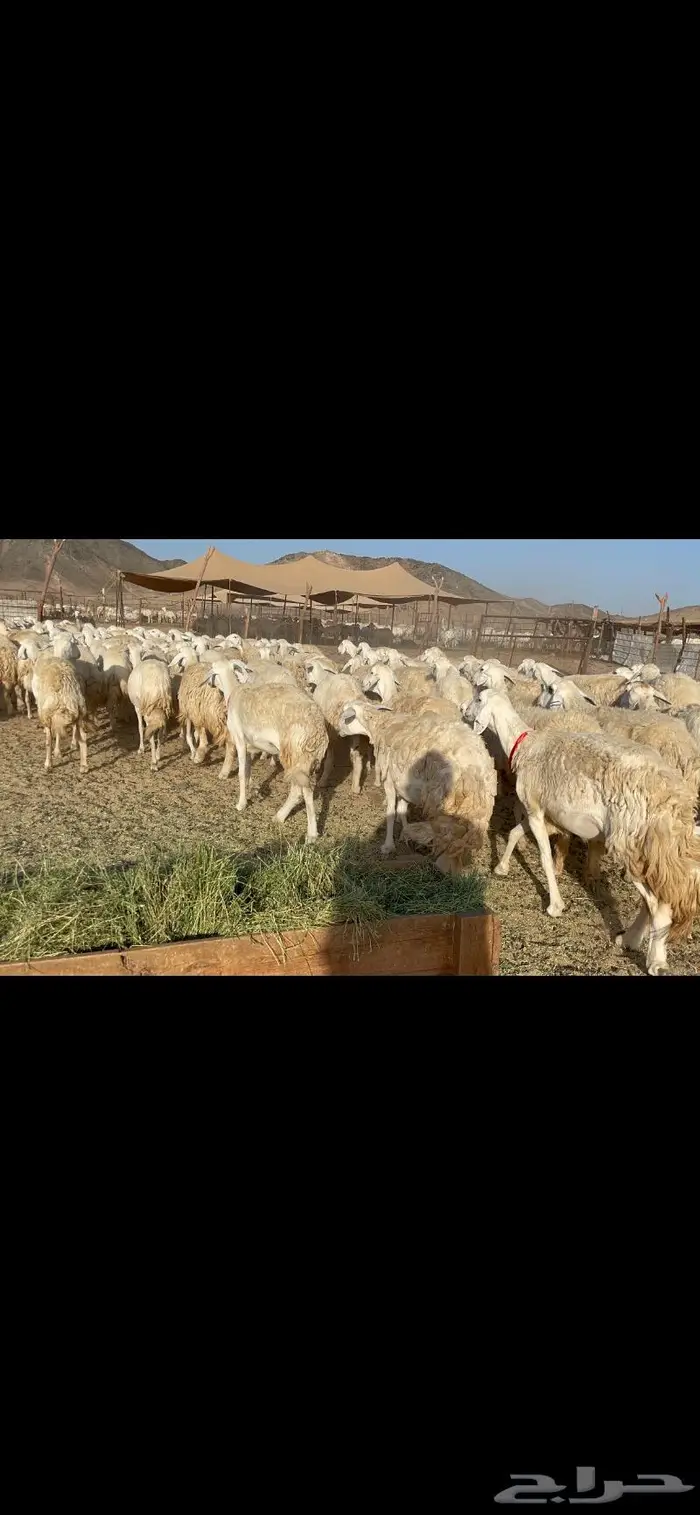 غنم حرية صنف حرش مزاين ماشاءالله 130 6