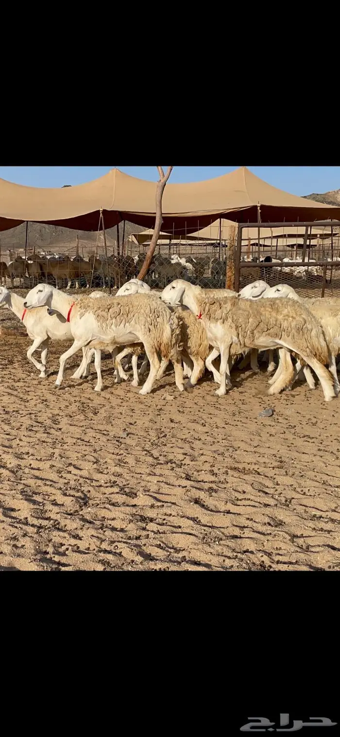 غنم حرية صنف حرش مزاين ماشاءالله 130 7