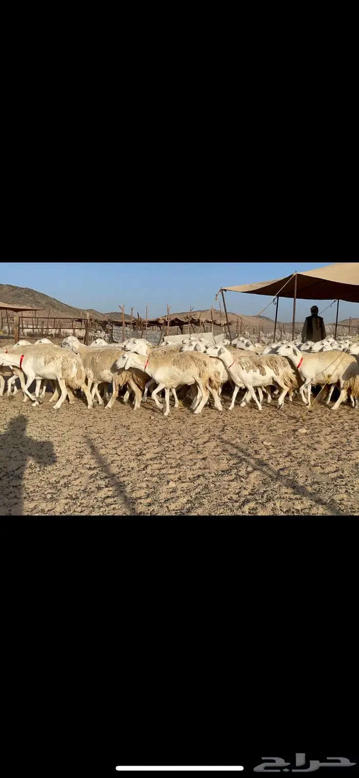 غنم حرية صنف حرش مزاين ماشاءالله 130 8