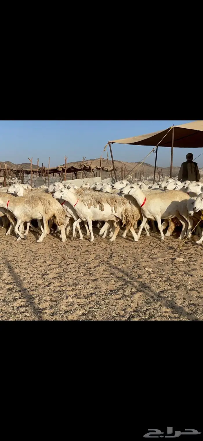 غنم حرية صنف حرش مزاين ماشاءالله 130 9