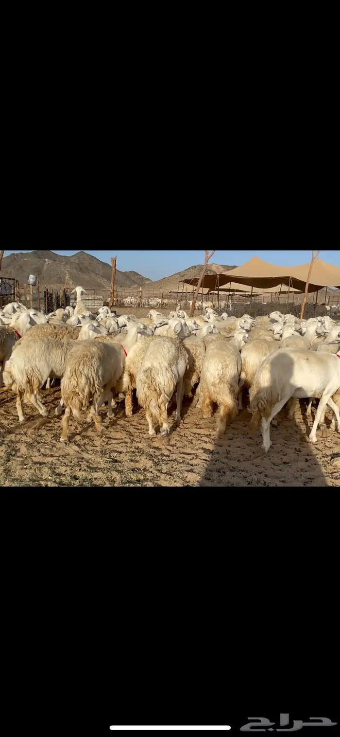 غنم حرية صنف حرش مزاين ماشاءالله 130 11