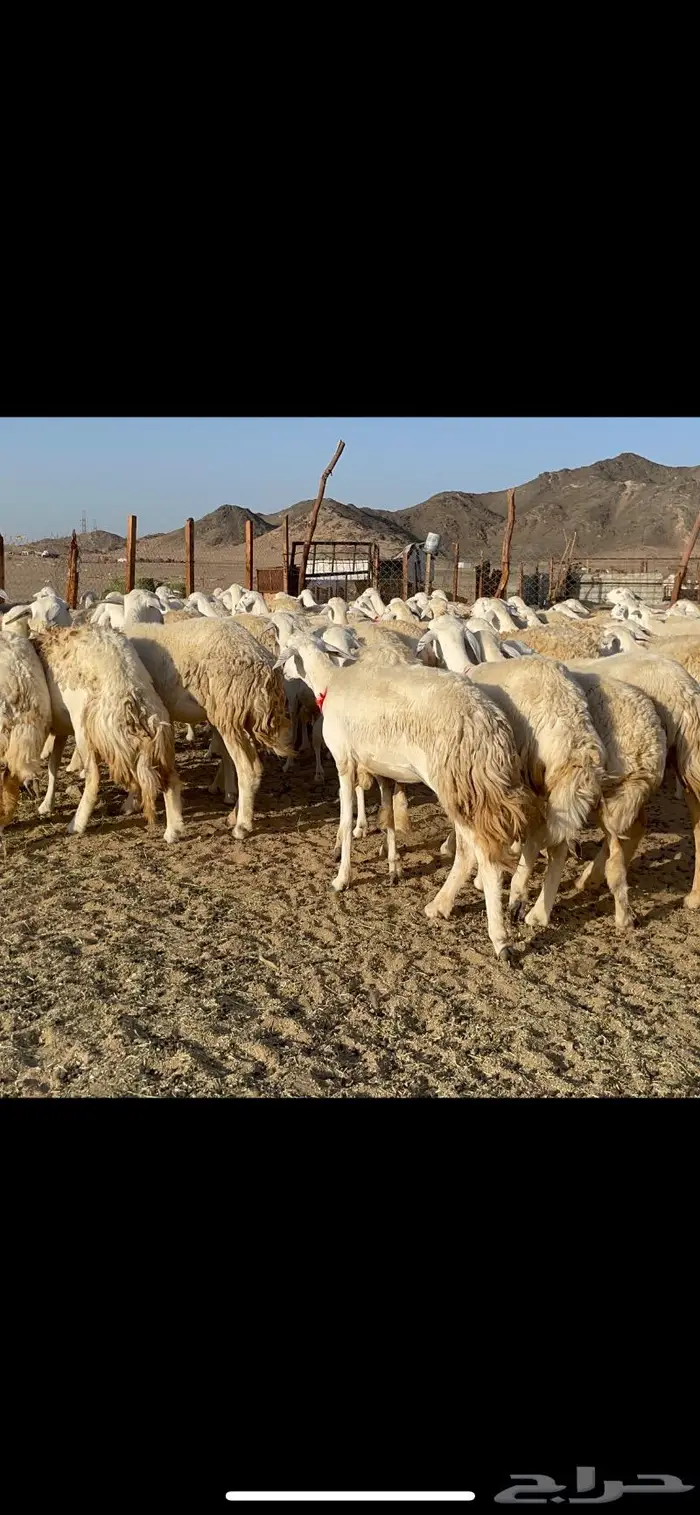 غنم حرية صنف حرش مزاين ماشاءالله 130 12