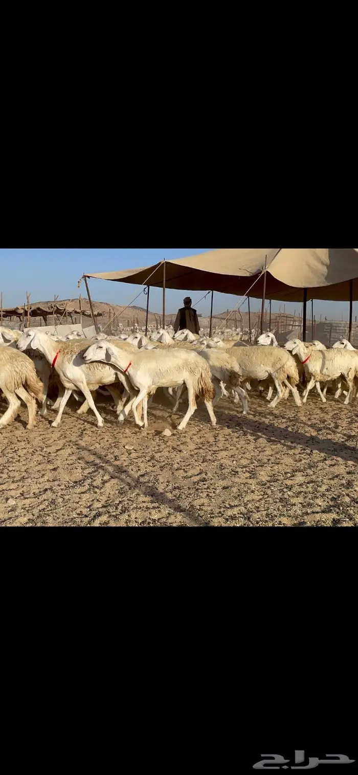 غنم حرية صنف حرش مزاين ماشاءالله 130 13