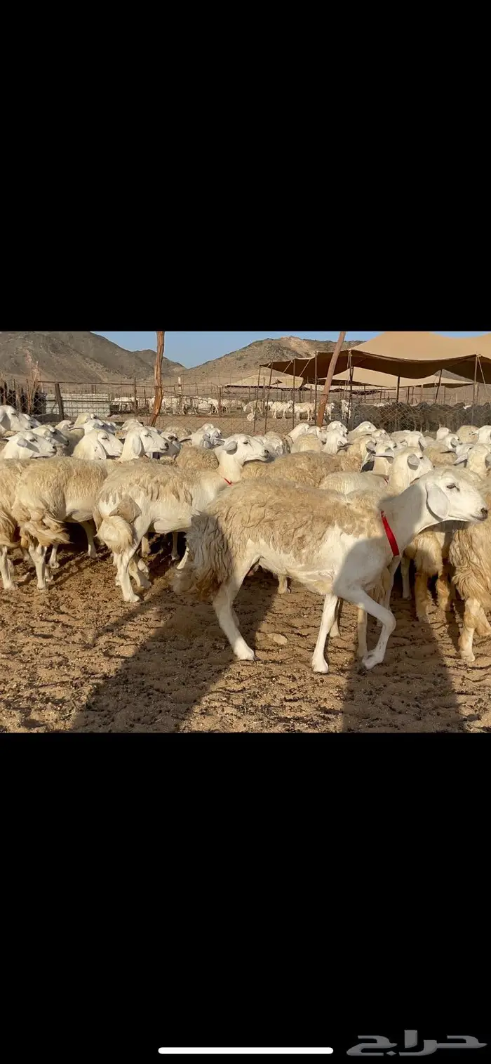 غنم حرية صنف حرش مزاين ماشاءالله 130 14