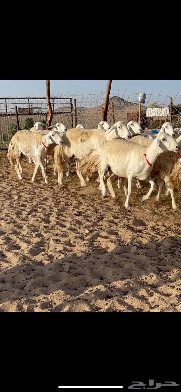 غنم حرية صنف حرش مزاين ماشاءالله 130 15