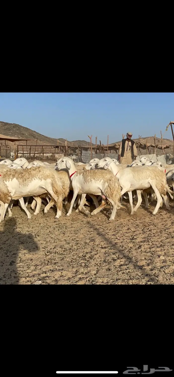 غنم حرية صنف حرش مزاين ماشاءالله 130 16