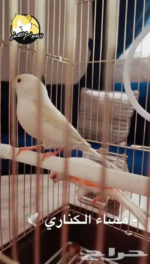 كناري متوفر تمارا 0