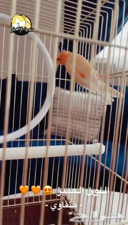 كناري متوفر تمارا 3