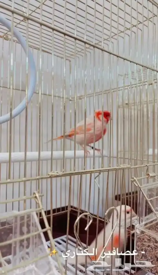 كناري متوفر تمارا 2