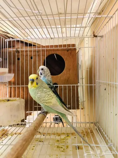 طيور حب اجواز على فروخ وبيض 1