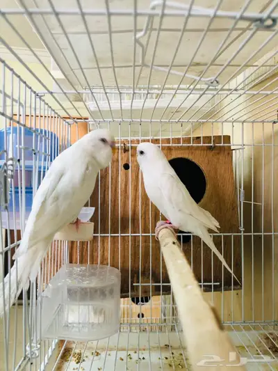 طيور حب اجواز على فروخ وبيض 2
