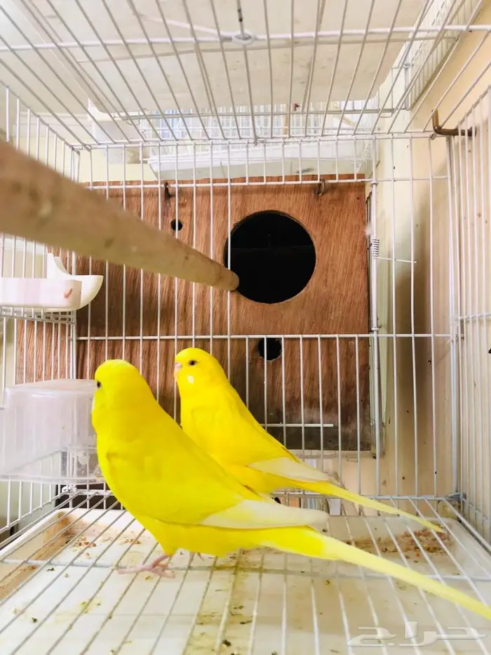 طيور حب اجواز على فروخ وبيض 4