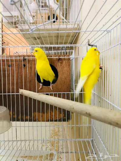 طيور حب اجواز على فروخ وبيض 9