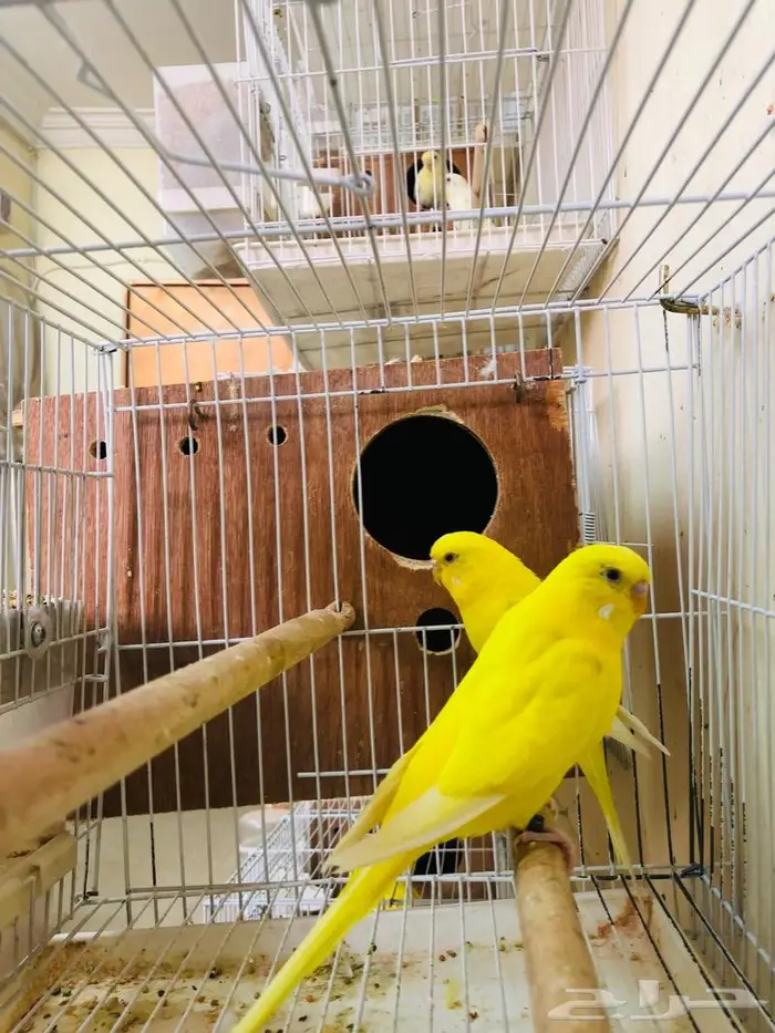 طيور حب اجواز على فروخ وبيض 14