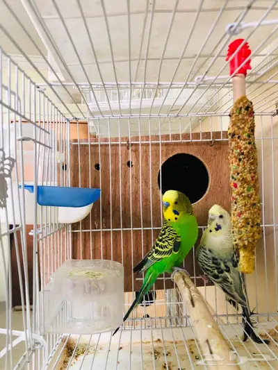 طيور حب اجواز على فروخ وبيض 17