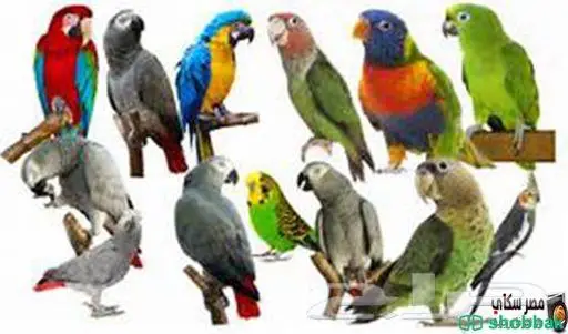 فندقة طيور وحيوانات بالرياض 1