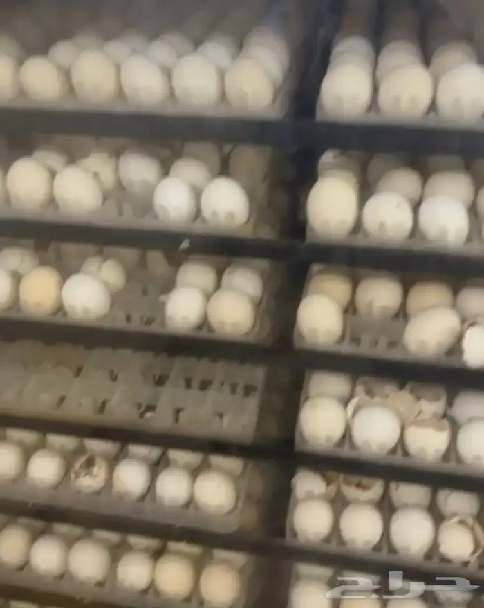 فقاسات الياسريه 5